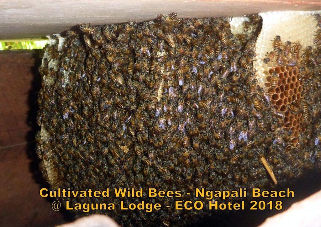 Oliver'S Laguna Eco Lodge Hotel Ngapali Εξωτερικό φωτογραφία